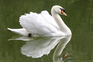 Swan clipart