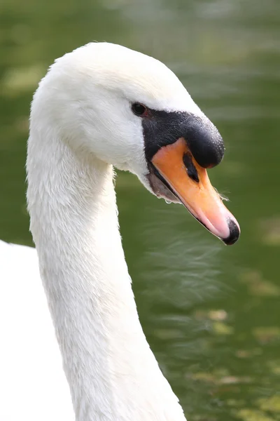 Skönhet swan — Stockfoto