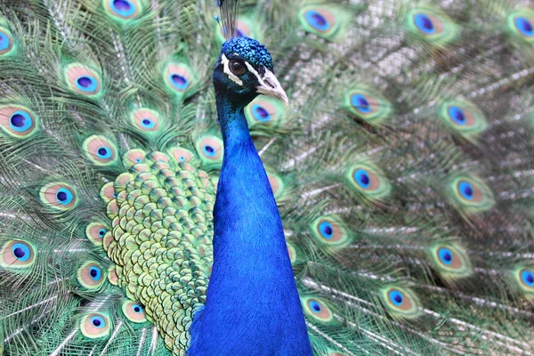 stock image Peacock