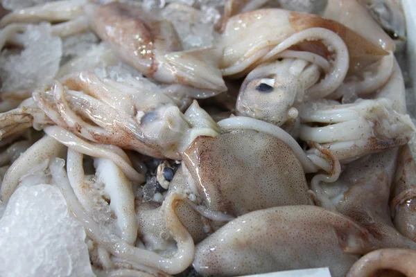 在冰上的新鲜章鱼 — 图库照片