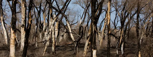 stock image The burned down wood