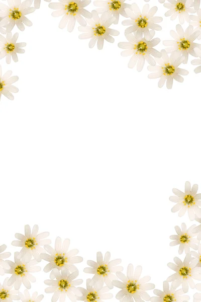 stock image Flower