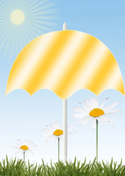Background of daisy — Stock Photo, Image