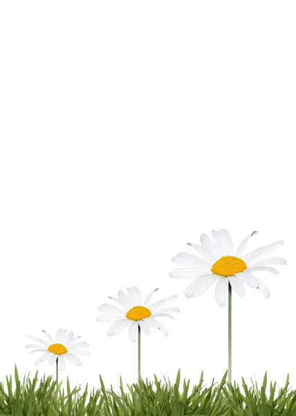 Achtergrond van daisy — Stockfoto