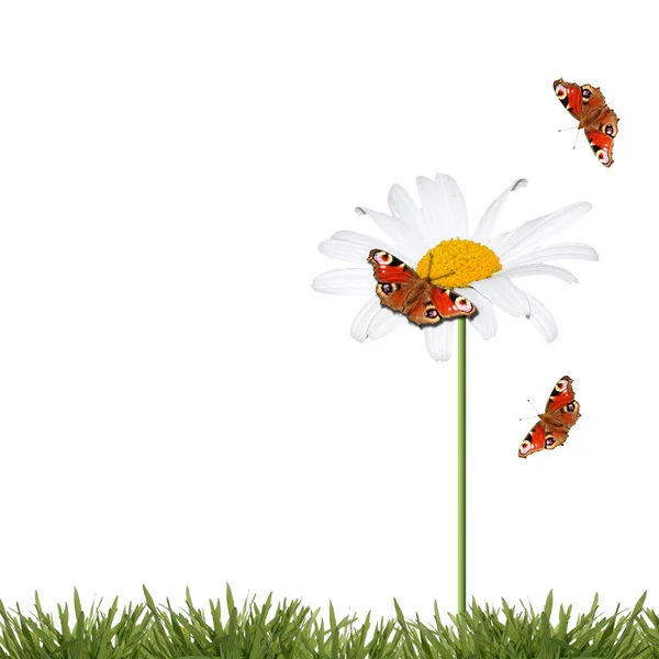 カモミールと蝶の背景 — ストック写真