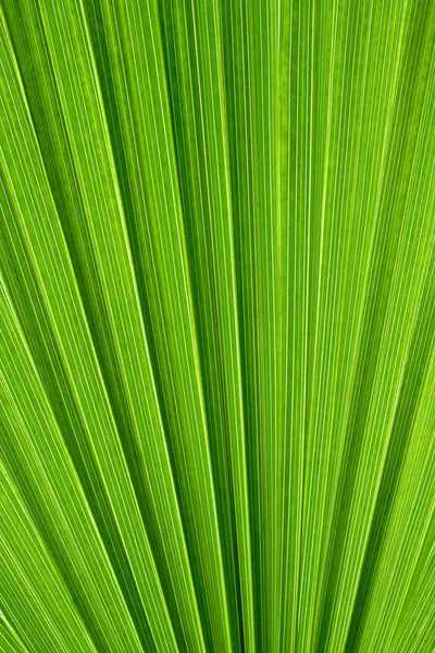 Leaf Washingtonia filatera Stock Picture