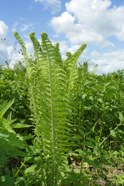 Fern matteuccaia struthiopteris clipart