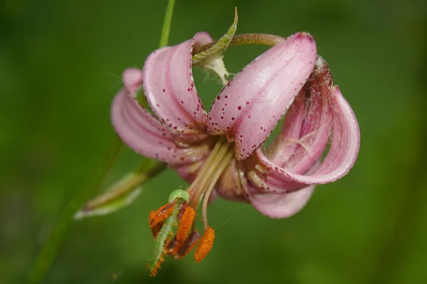 꽃에 애벌레 — 스톡 사진
