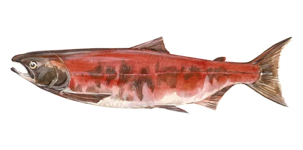 Fish salmon — Stock Photo, Image