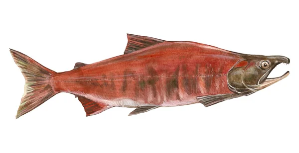 Fish salmon — Stock Photo, Image