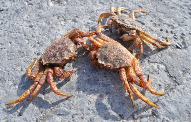 Kamchatkas king crabs clipart