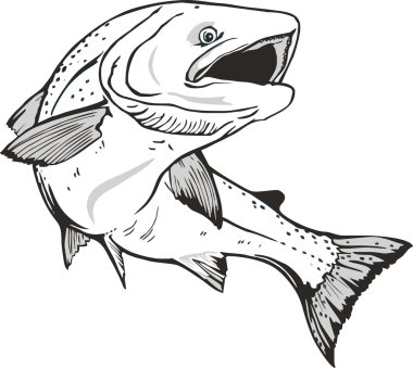 Fish salmon .Trout clipart