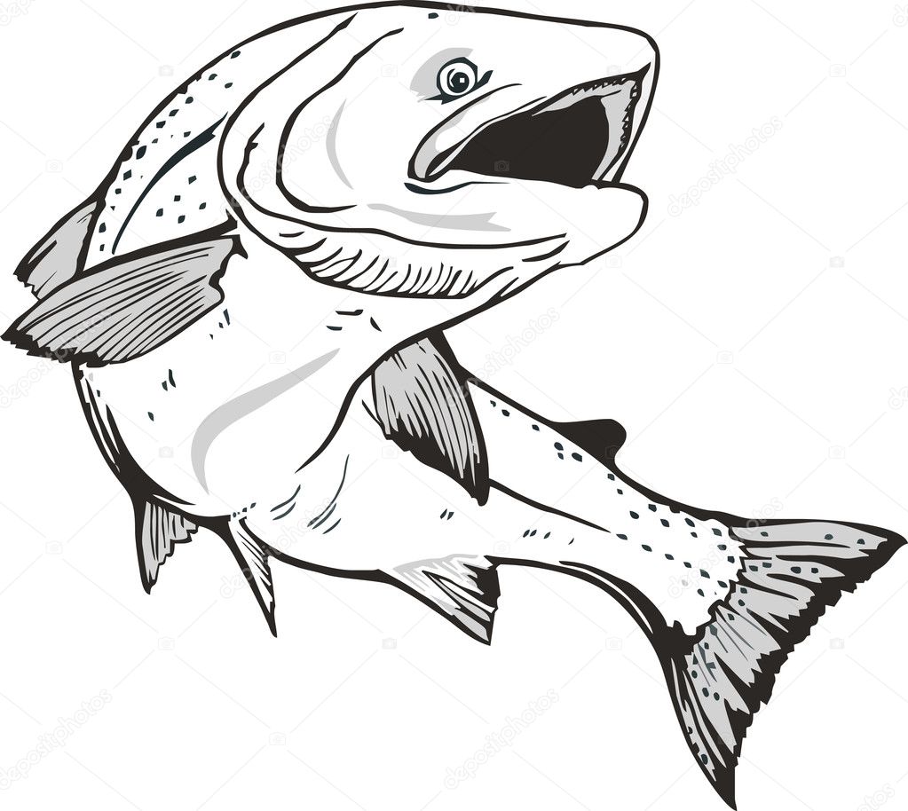 Premium Vector | Black and white drawing of a salmon fish on a white  background.