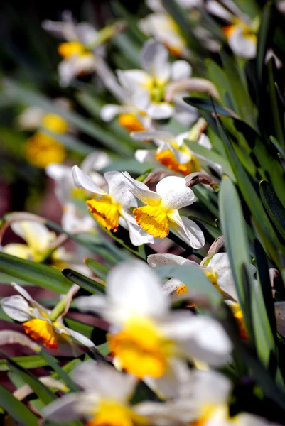 Beyaz çiçek yakın detay — Stok fotoğraf