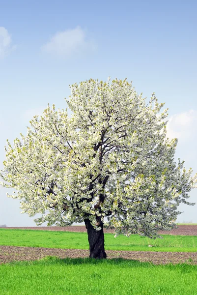 Stock image Spring tree