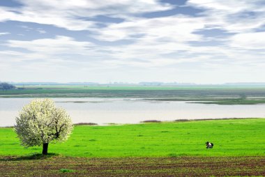 Fotoğrafçı bahar ağacını fotoğrafladı