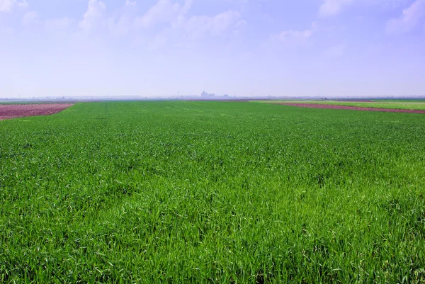 Grønn hvetemark – stockfoto