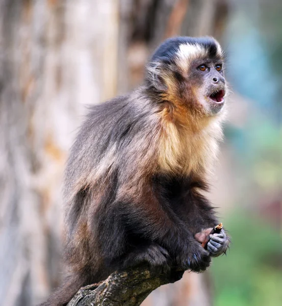 stock image Macaque monkey scream