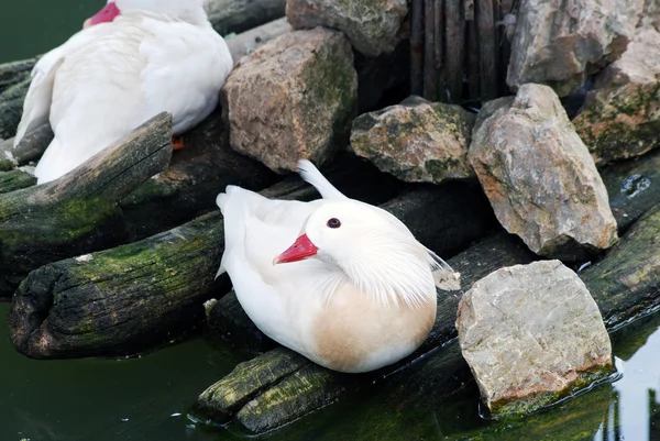 Beyaz mandarin ördeği — Stok fotoğraf