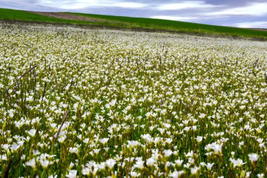 Springtime meadow with white flower clipart