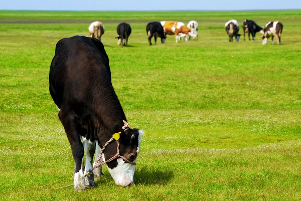 Чорна корова на пасовищі — стокове фото