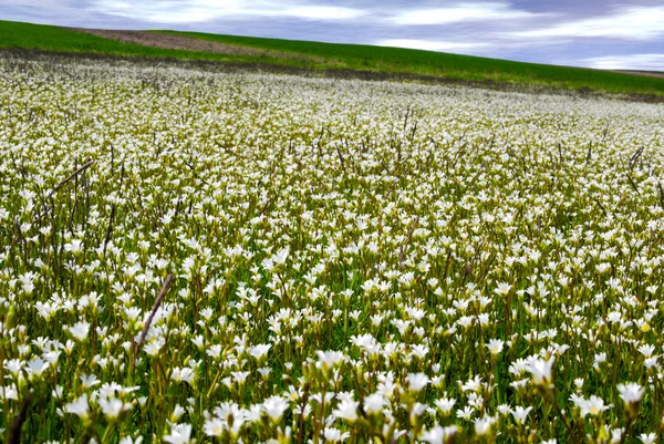 ทุ่งหญ้าฤดูใบไม้ผลิที่มีดอกไม้สีขาว — ภาพถ่ายสต็อก
