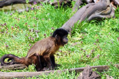 Püsküllü capuchin maymunu