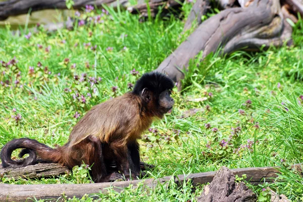 フサオマキザル猿 — ストック写真