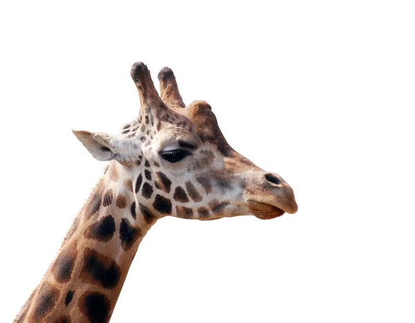 Głowy żyrafa na białym tle — Zdjęcie stockowe