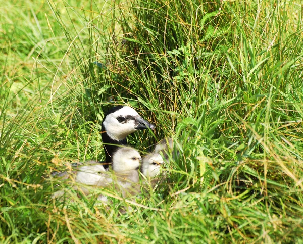 Wild goose zitten in het nest — Stockfoto