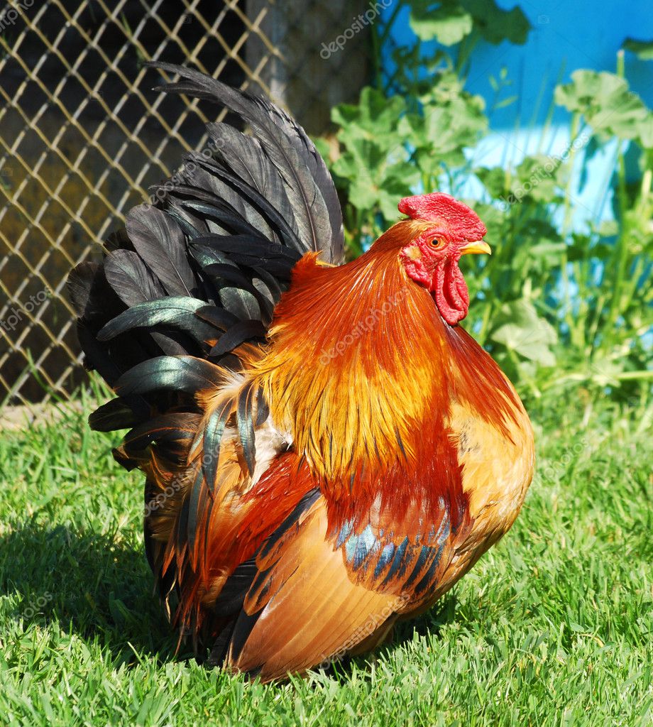 Little Rooster — Stock Photo © Goceristeski #3291394