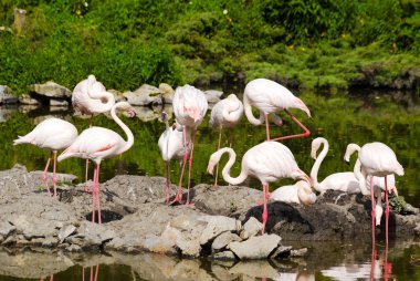 Flamingos flock clipart