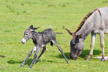 Just born little donkey first step clipart