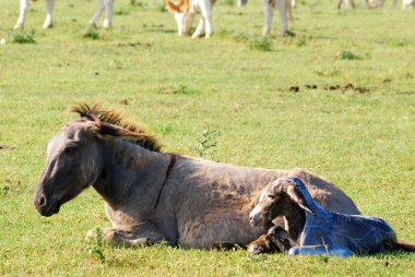 Just born little donkey clipart