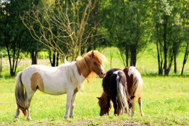Pony horse clipart