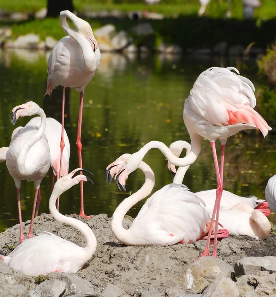 Flamingos — Stock fotografie