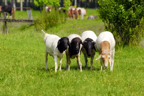 Τέσσερα πρόβατα — Φωτογραφία Αρχείου