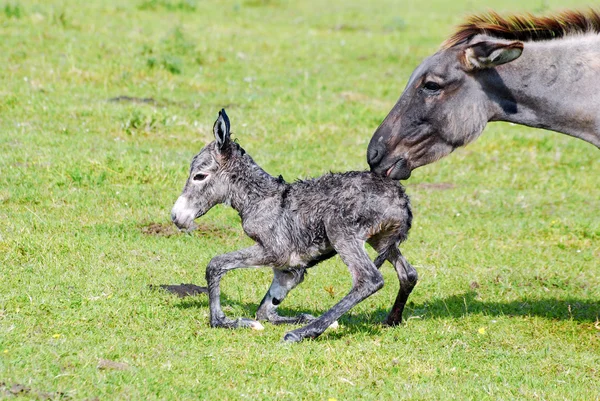 Little donkey and jenny — Stock Photo, Image