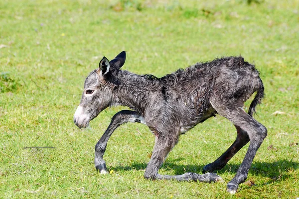 Kleine ezel probeert zijn eerste stap — Stockfoto
