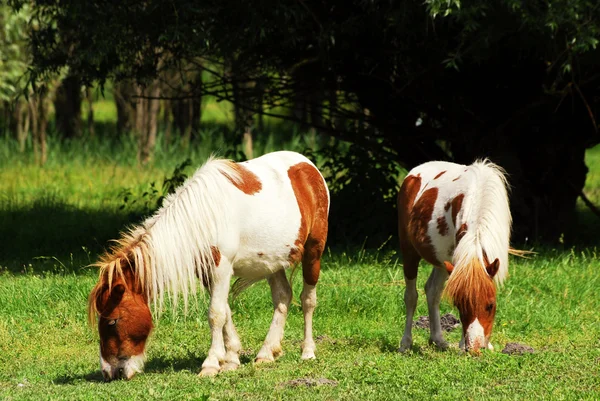 Ponny hästar — Stockfoto