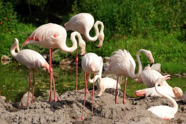 Flamingo akın