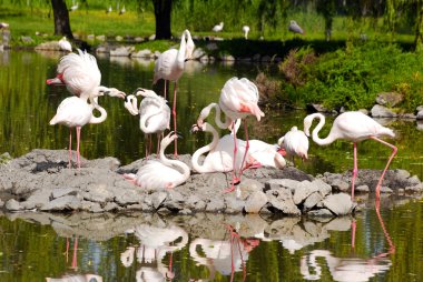 Flamingos on water clipart