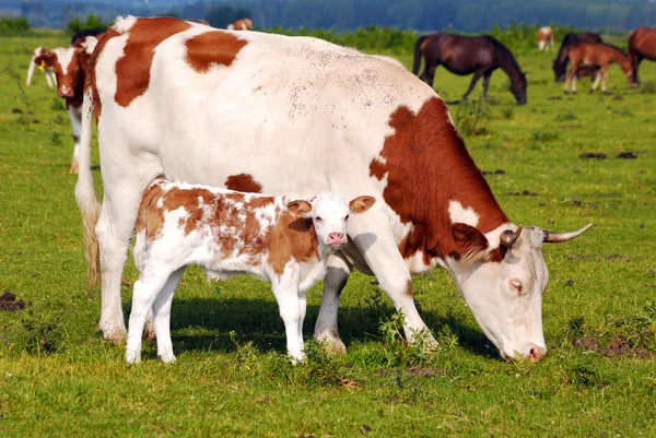 Корова з телям на пасовищі — стокове фото