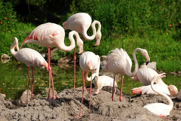 Flamingo flock — Stockfoto