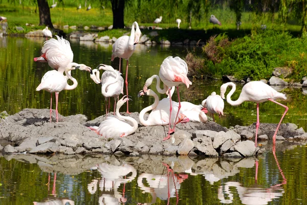 Flamingos på vatten — Stock fotografie