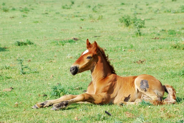 Horse foal on pasture — Stock Photo, Image