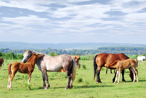 Horses and foals on pasture