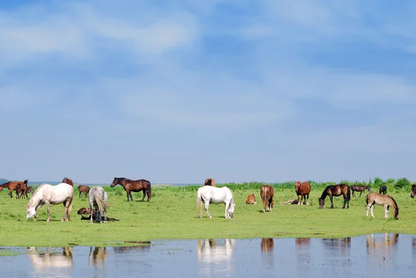 Cavalos no lugar de rega — Fotografia de Stock