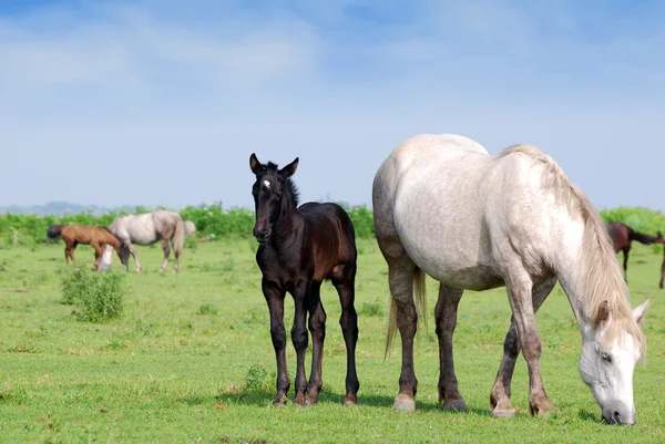 白い馬と牧草地に黒い子馬 — ストック写真