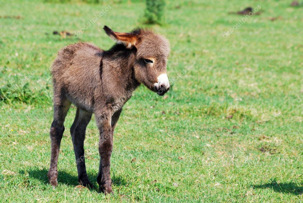 Little donkey on pasture — Stock Photo © goceristeski #3382032